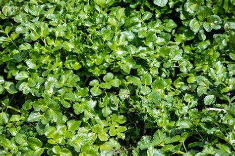 Herbs in the Kitchen: Fresh for Garnish, Dried for Cooking - Life ...