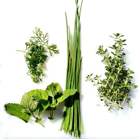 Growing Herbs - How to Grow, Store and Use Fresh Herbs
