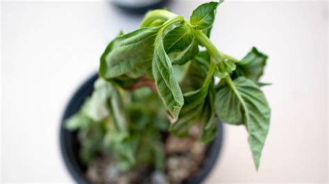 The Condiment To Spruce Up With Wilted Herbs