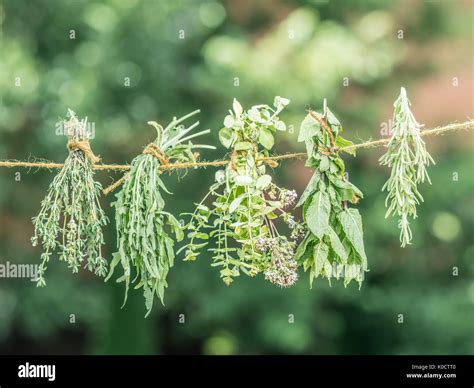 Drying Herb Bundles at Jorge Damon blog