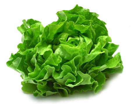 Lettuce | Description, Varieties, &amp; Facts | Britannica