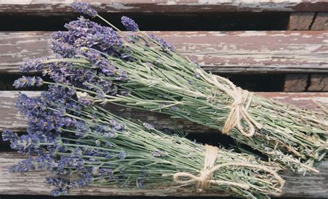 Nine Best Fresh Herbs To Use In Your Kitchen – Monterey Farmgirl