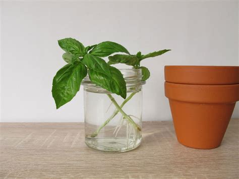 Growing Herbs In Water: Information On Herbs Grown In Water
