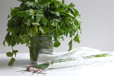 How to Store Fresh Herbs: A Guide to Storing Fresh Herbs