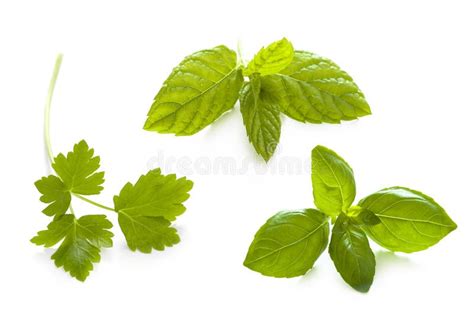 Herb garnish isolated stock image. Image of white, background - 24095923