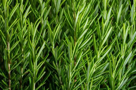 How to Plant, Grow, &amp; Use Rosemary Plants | Garden Design