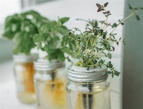 5 Herbs You Can Grow in Water