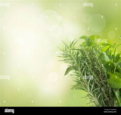 Fresh herbs plants. Culinary herbs and spices Stock Photo - Alamy