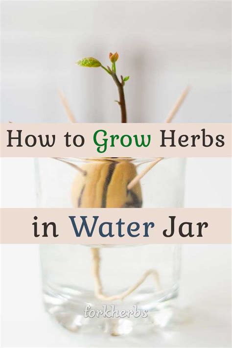 How to Grow Herbs in Water Jar
