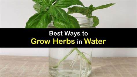 Growing Herbs in Water - Your How-to Guide