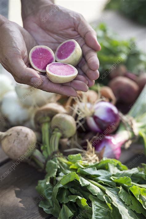 A person chopping fresh vegetables - Stock Image - F008/6758 - Science ...